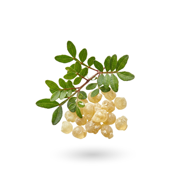 Résine de mastic